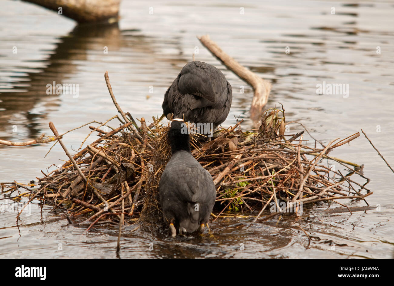 Coppia di folaghe costruire un nido su Linlithgow Loch Foto Stock