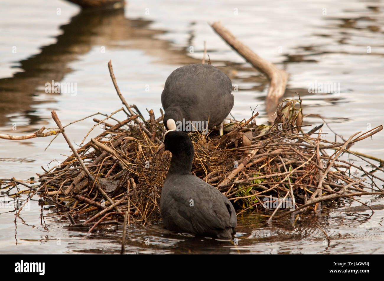 Coppia di folaghe costruire un nido su Linlithgow Loch Foto Stock