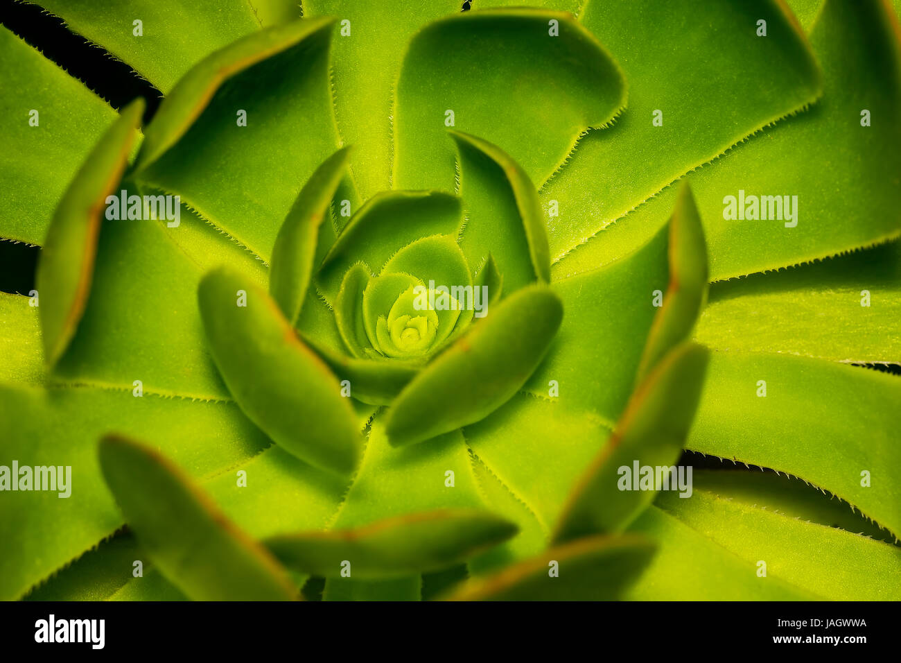 Extreme closeup di una bella gallina e pulcini o rosette o pietra lotus nematodi delle piante in un giardino Foto Stock