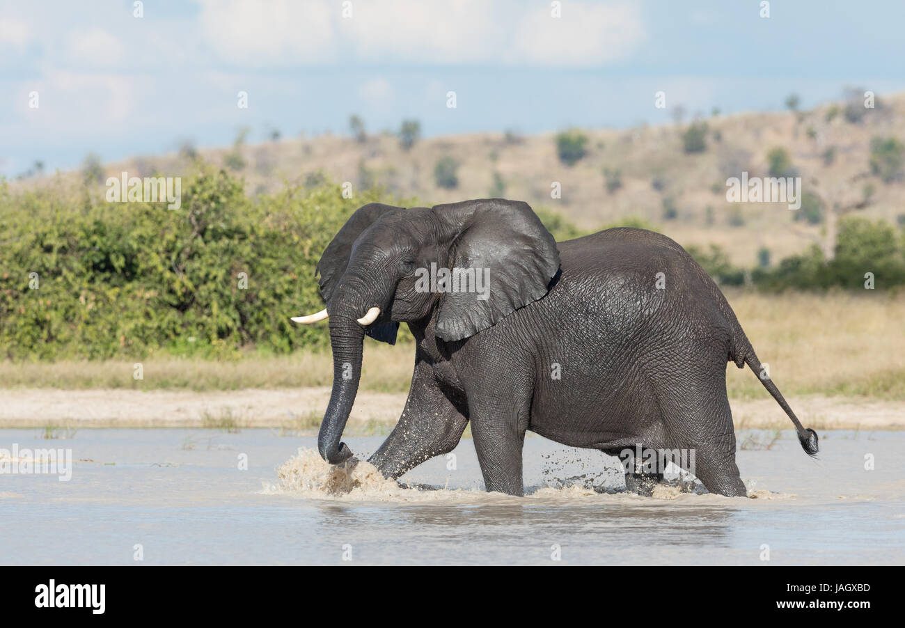 Elefante africano bull guadare attraverso acqua nella zona di Savuti di Chobe National Park in Botswana Foto Stock