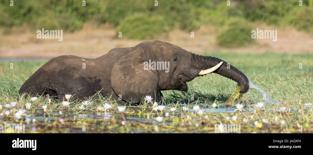 Elefante africano Bull alimentazione sulle ninfee nel fiume Chobe, Botswana Foto Stock