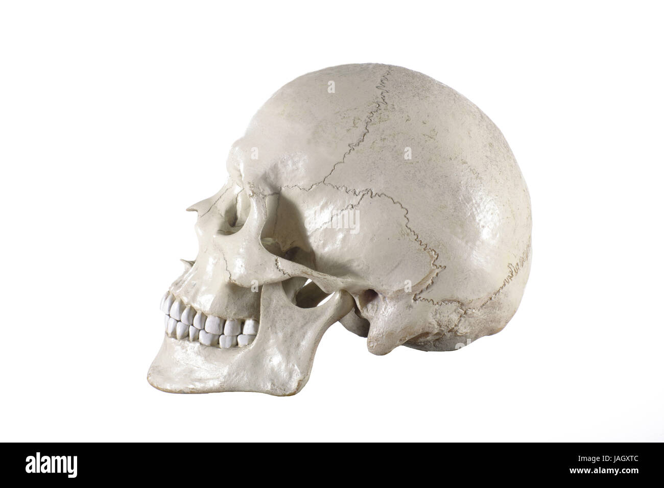Cranio umano, Foto Stock