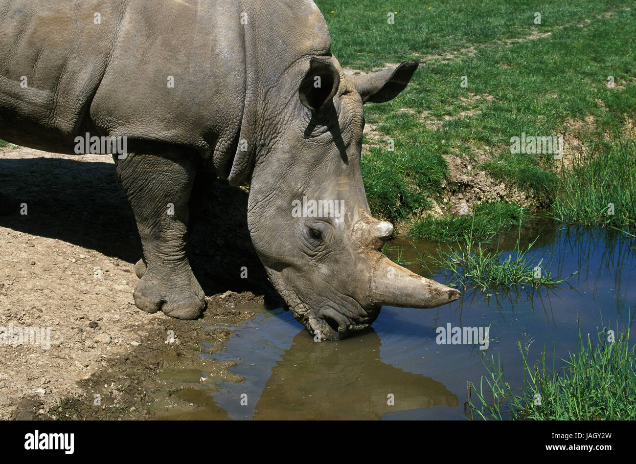 A bocca larga rinoceronte,Ceratotherium simum,animale adulto,foro per l'acqua,Sud Africa, Foto Stock