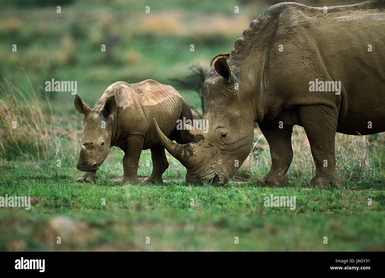 A bocca larga rinoceronte,Ceratotherium simum,madre animale,vitello,Sud Africa, Foto Stock