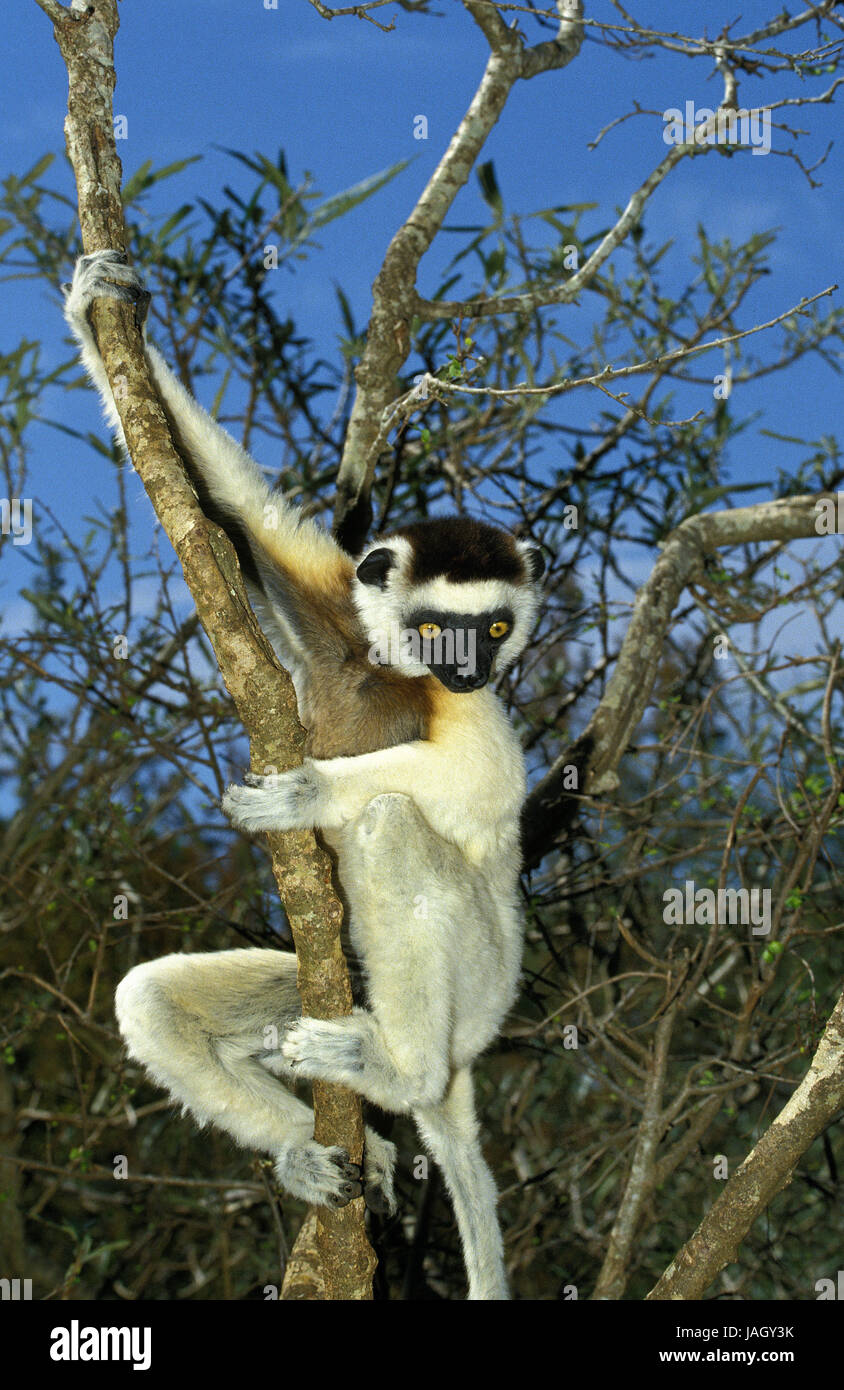 Larvensifaka,Propithecus verreauxi,animale adulto,appendere,ramo,Berenty piscina,del Madagascar, Foto Stock