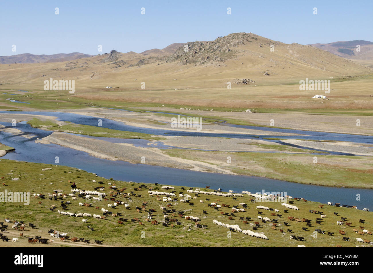 Mongolia,Asia centrale,Ovorkhangai provincia,storica Valle Orkhon,UNESCO patrimonio mondiale,flusso Orkhon,gregge di pecore,pascolo, Foto Stock