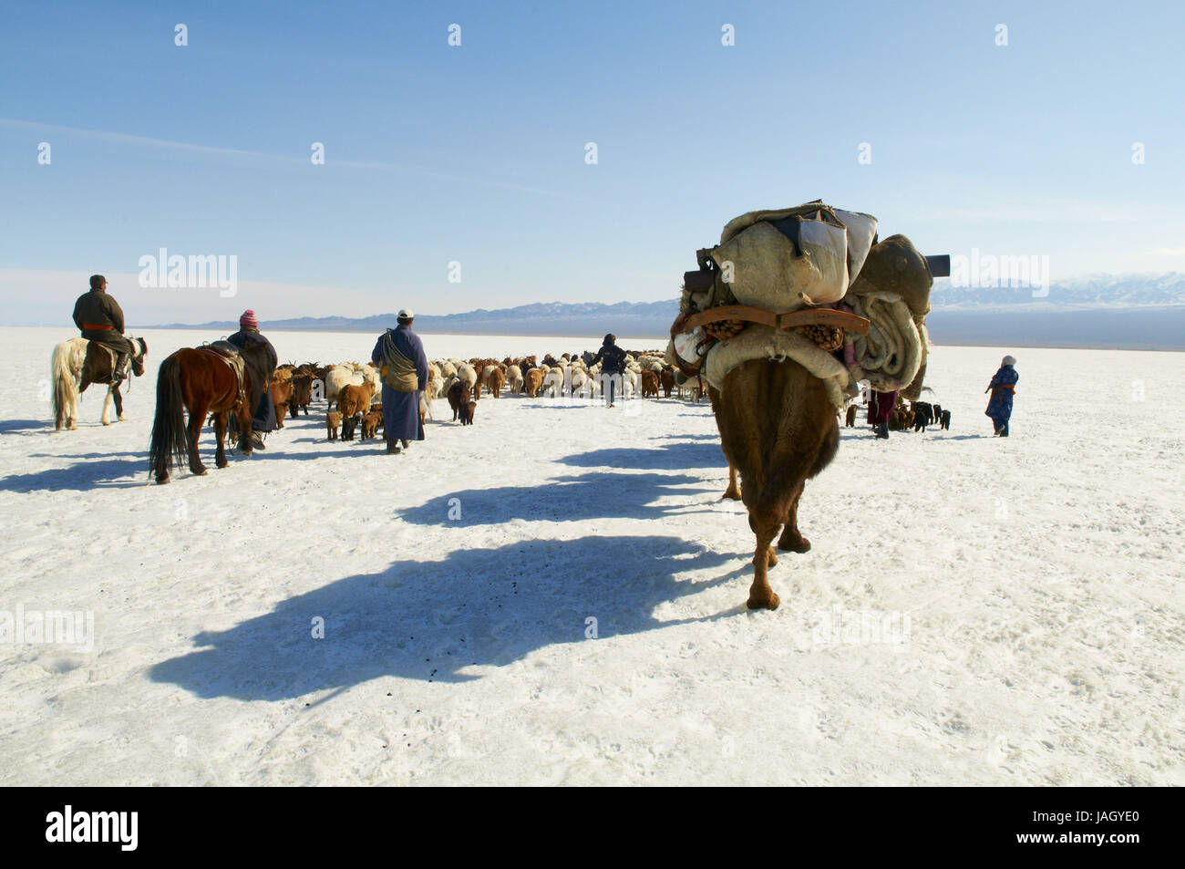 Mongolia,Khovd provincia,nomad,mandria di bovini,cammelli,escursioni,steppa,l'inverno, Foto Stock