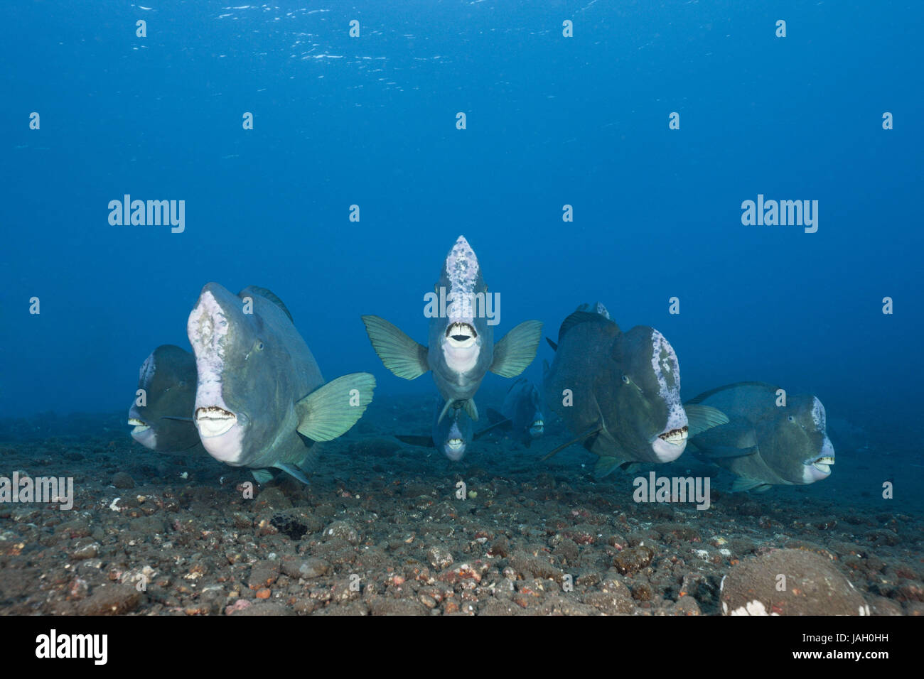 Il gruppo di testa di buffalo pesci pappagallo,Bolbometopon muricatum,Tulamben,Bali, Indonesia, Foto Stock