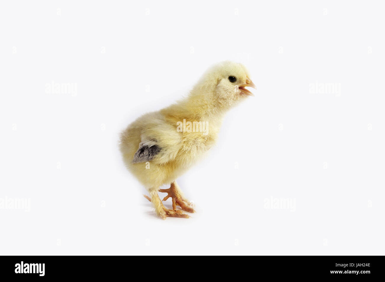 Casa,Pollo Pulcino,sfondo bianco, Foto Stock