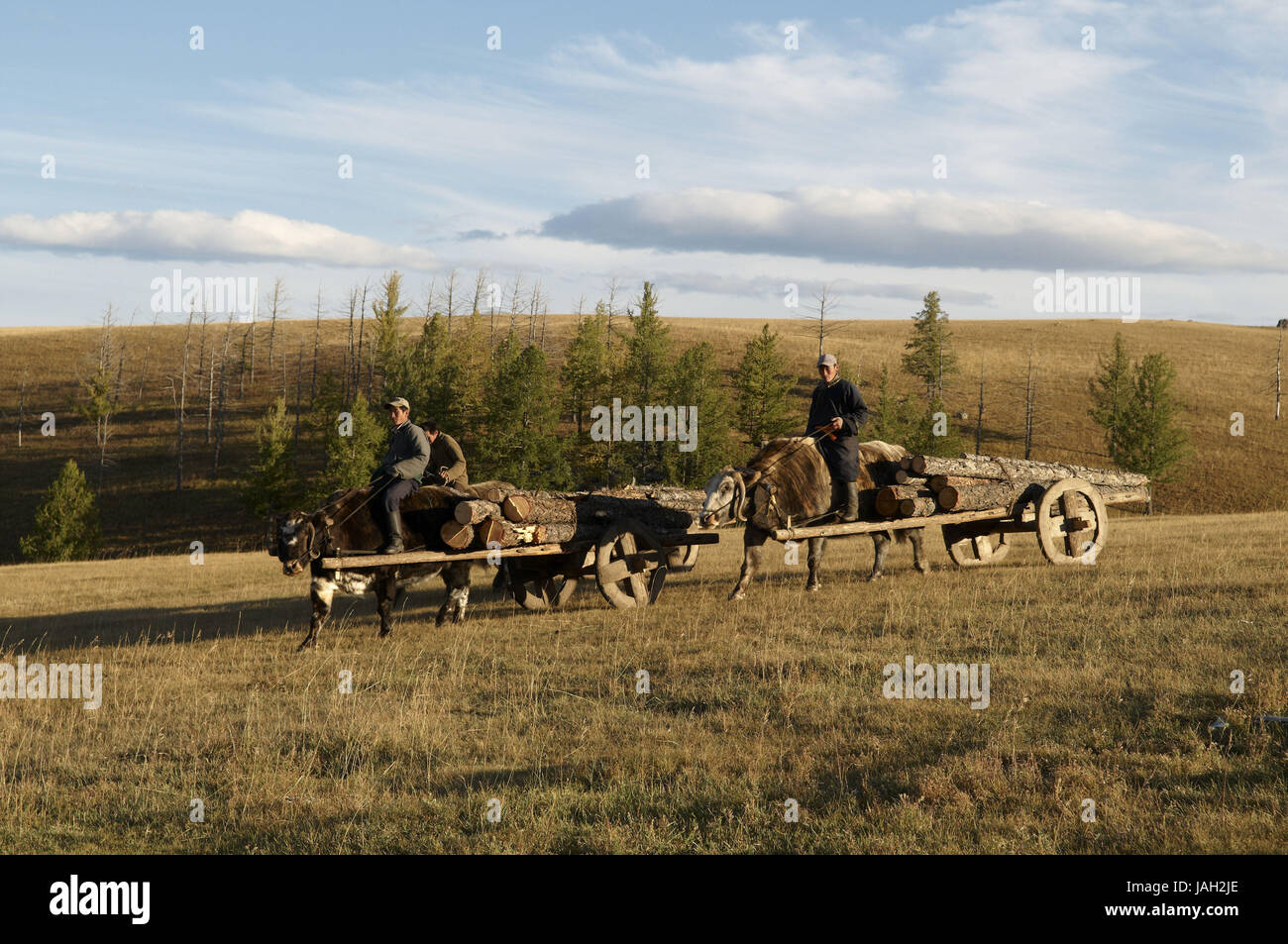 Mongolia,Asia centrale,provincia Arkhangai,nomad,yak,carrelli,portano in legno, Foto Stock