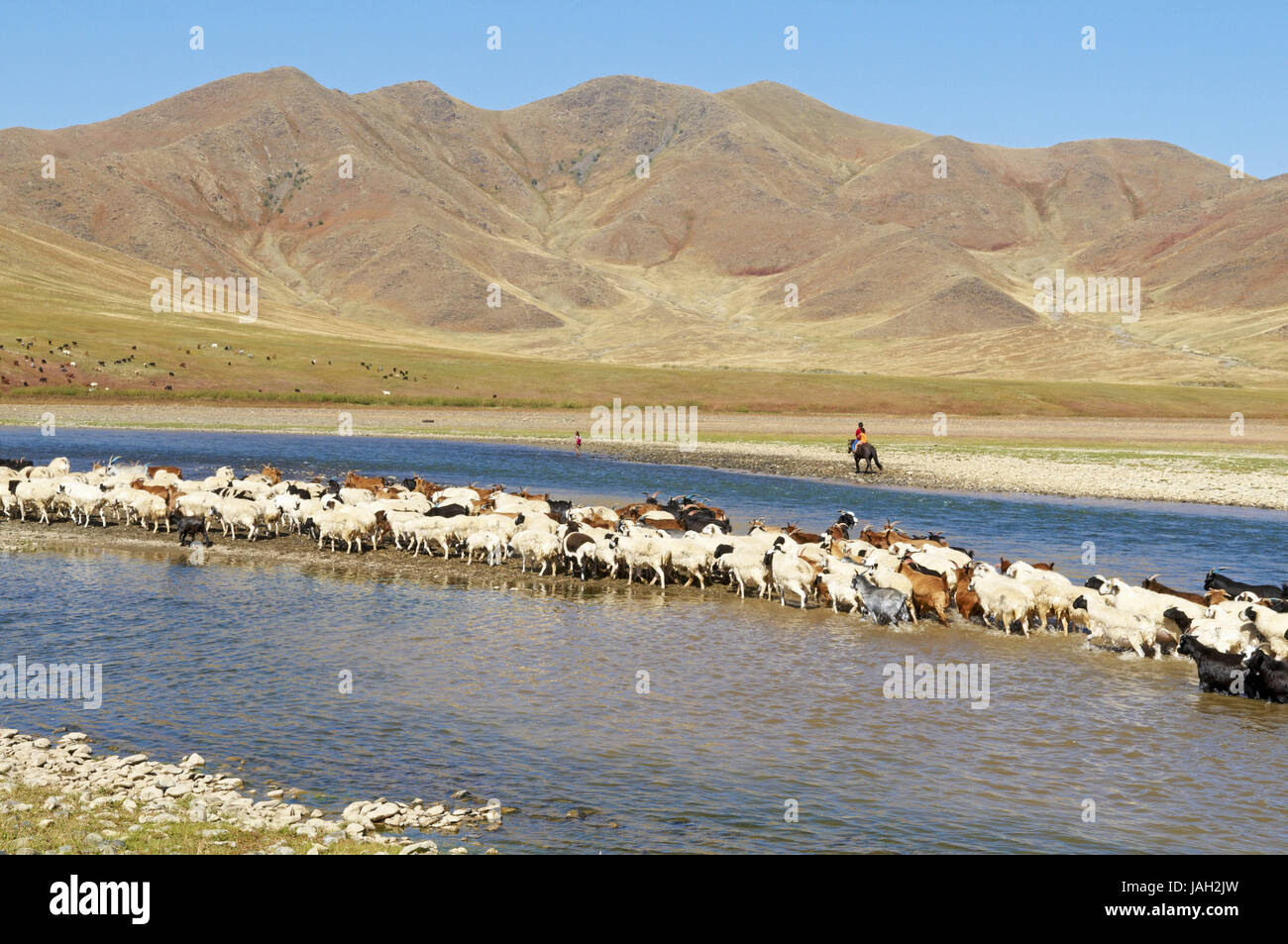 Mongolia,Asia centrale,Ovorkhangai provincia,storica Valle Orkhon,UNESCO patrimonio mondiale,flusso Orkhon,gregge di pecore, Foto Stock