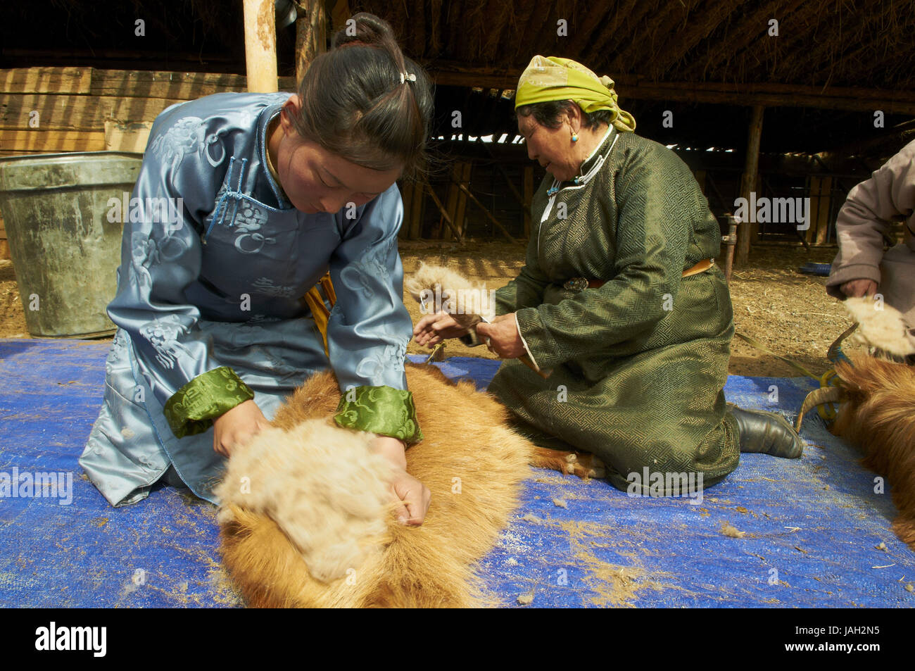 Mongolia,provincia Arkhangai,nomad,capre cashmere,comb, lana, pelo di capra,cashmere, Foto Stock