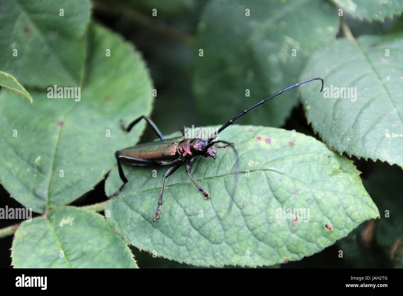 Beetle muschio beetle Foto Stock