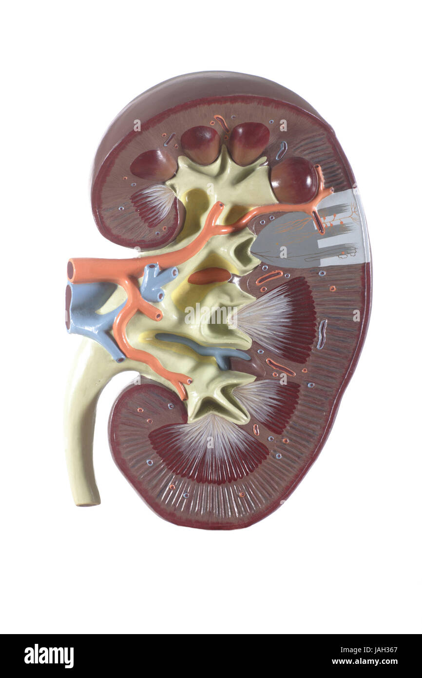 Modello anatomico di un rene, Foto Stock