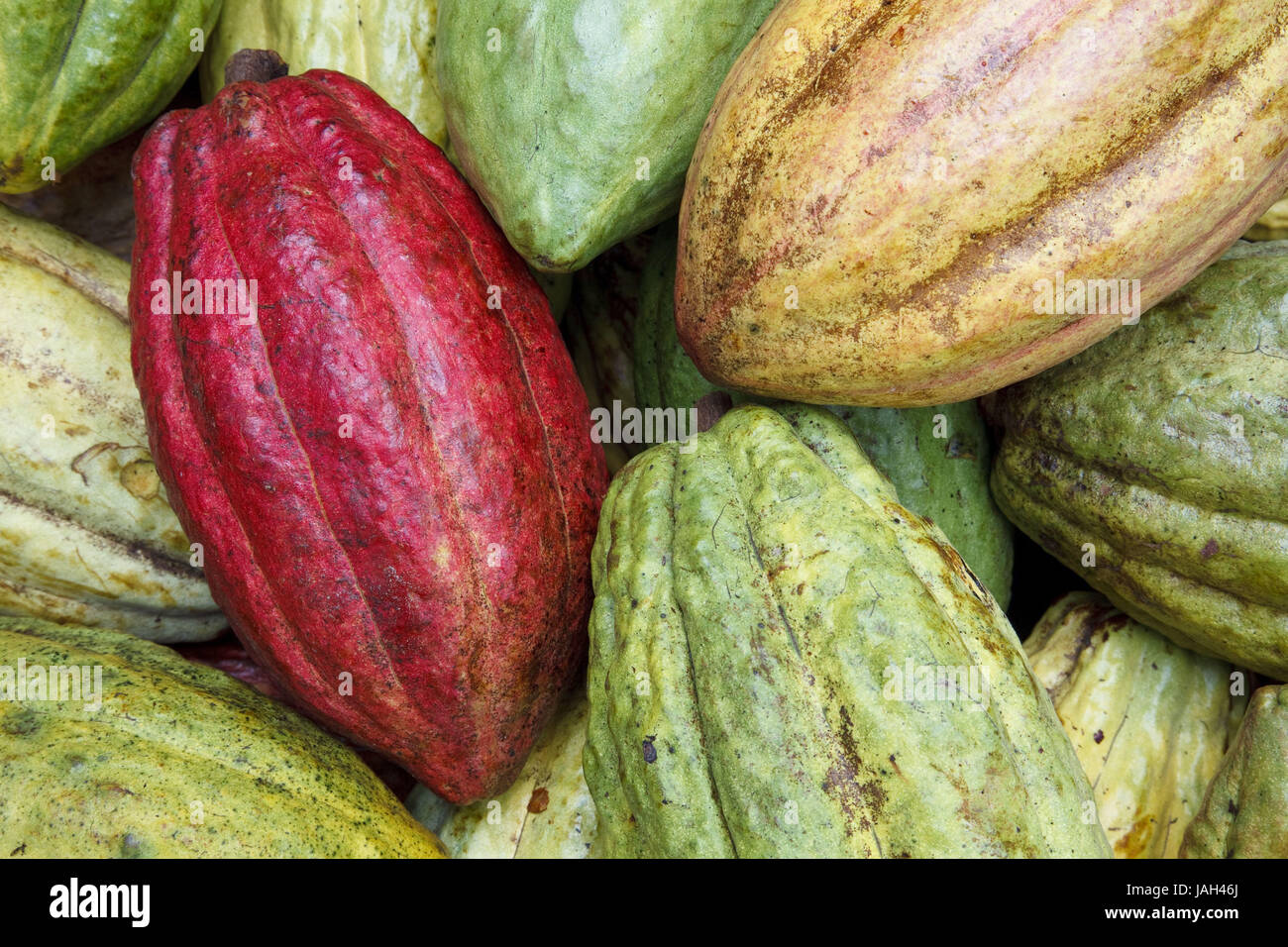 Belize,San Jose,cacao,Maya,frutta,harvest,abbastanza commercio, Foto Stock