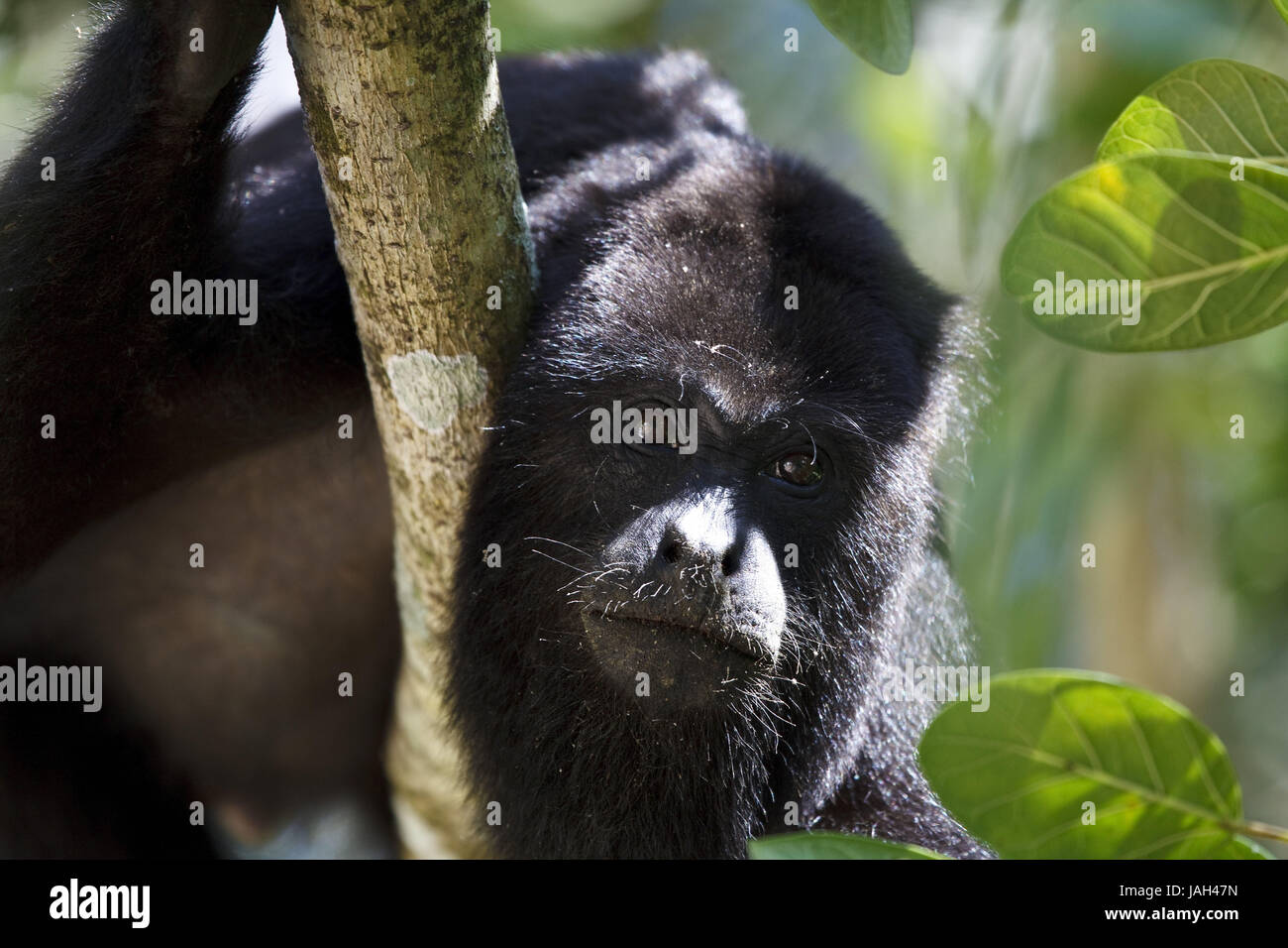 Belize,Lamanai,ululati scimmia,nella foresta pluviale, Foto Stock