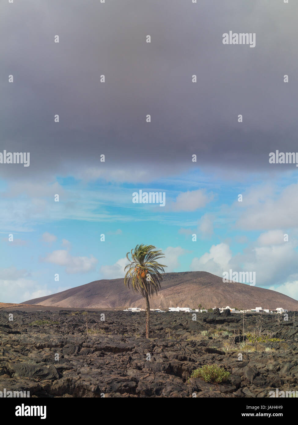 Vista di un albero di palma in mezzo al paesaggio vulcanico di Lanzarote visto da Casa-museo di Cesar Manrique in Tahiche, Lanzarote Foto Stock