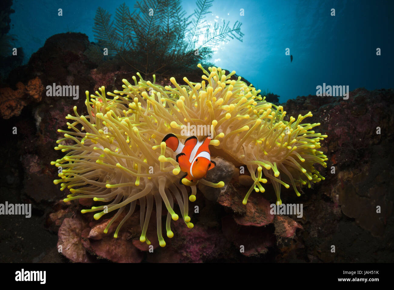 Clown-pesce di anemone,Amphiprion percula,Alam Batu,Bali, Indonesia, Foto Stock