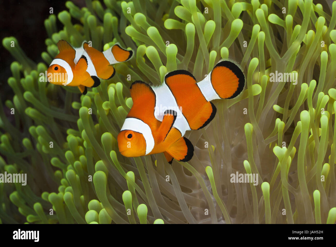 Clown-pesce di anemone,Amphiprion percula,Alam Batu,Bali, Indonesia, Foto Stock