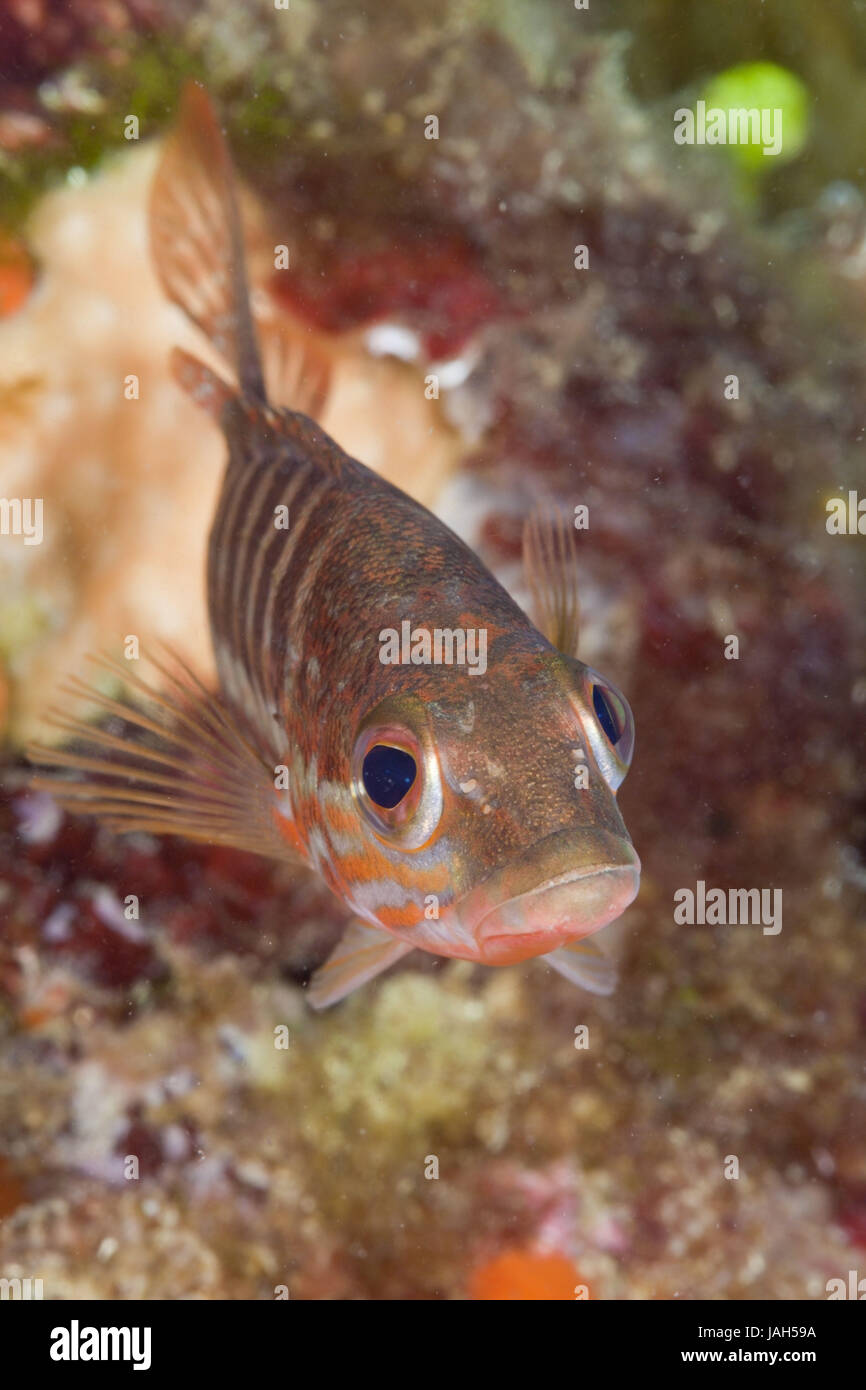 Sega Juveniler pesce persico,Serranus cabrilla,Cap de Creus,Costa Brava,Spagna, Foto Stock