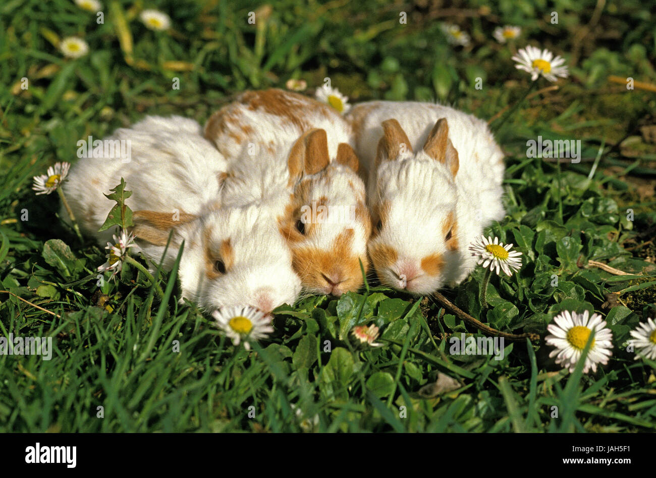 Conigli pigmeo,animali giovani,fiore prato, Foto Stock
