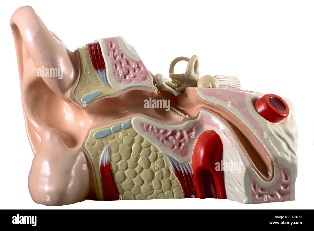 Modello anatomico dell'orecchio medio, Foto Stock