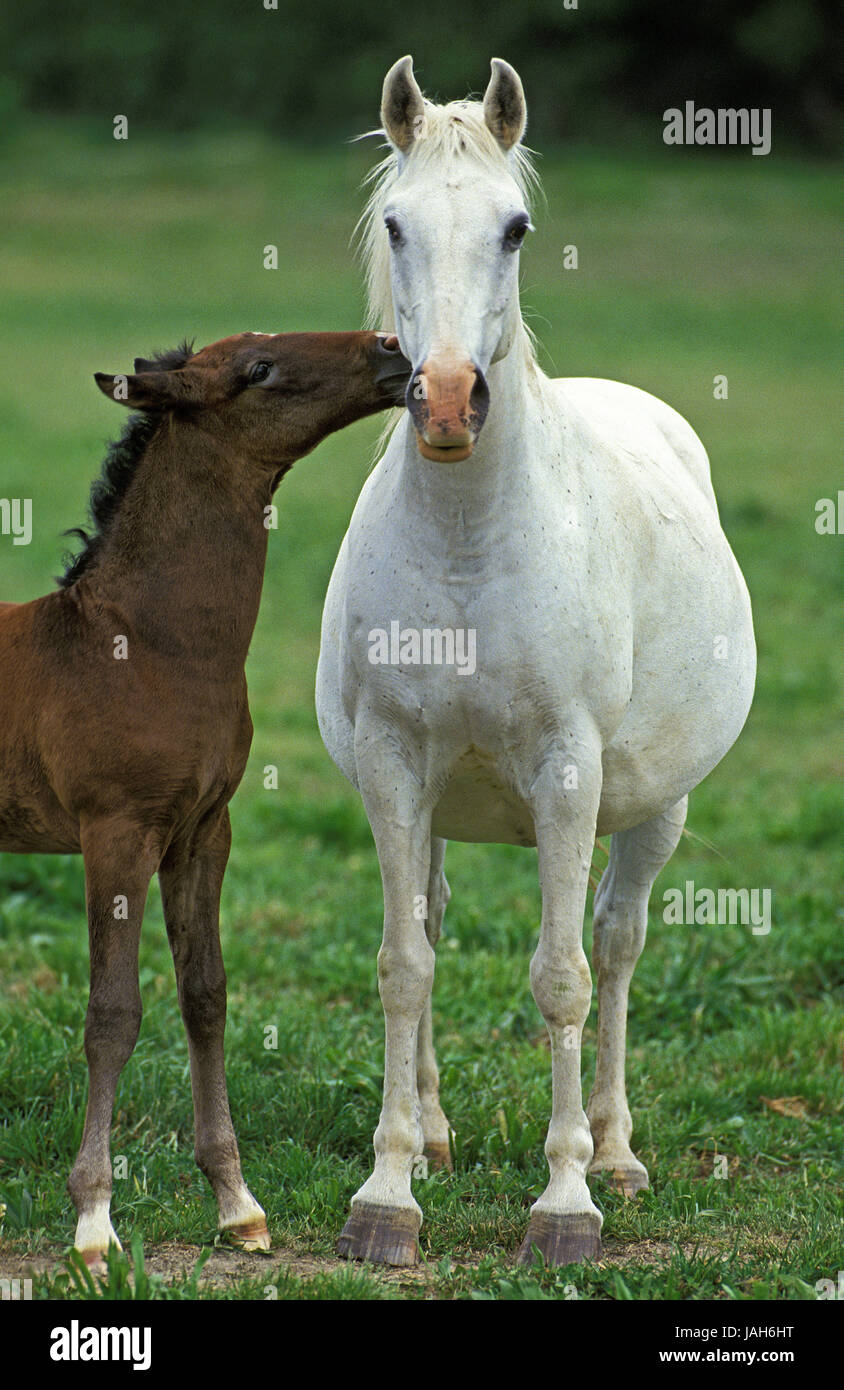 Lipizzani,mare,puledro, Foto Stock