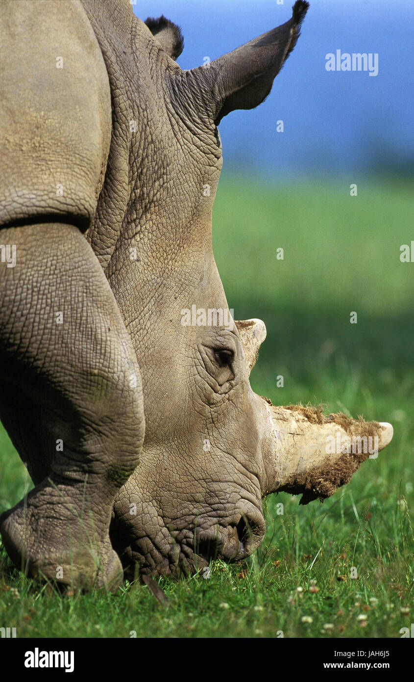 A bocca larga rinoceronte,Ceratotherium simum,ritratto,animale adulto,Sud Africa, Foto Stock