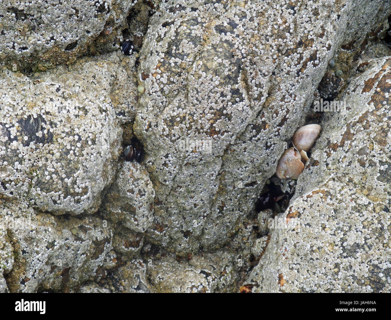 Telaio completo dettaglio di una roccia costiere formazione con un sacco di Sessilia in Bretagna, Francia Foto Stock