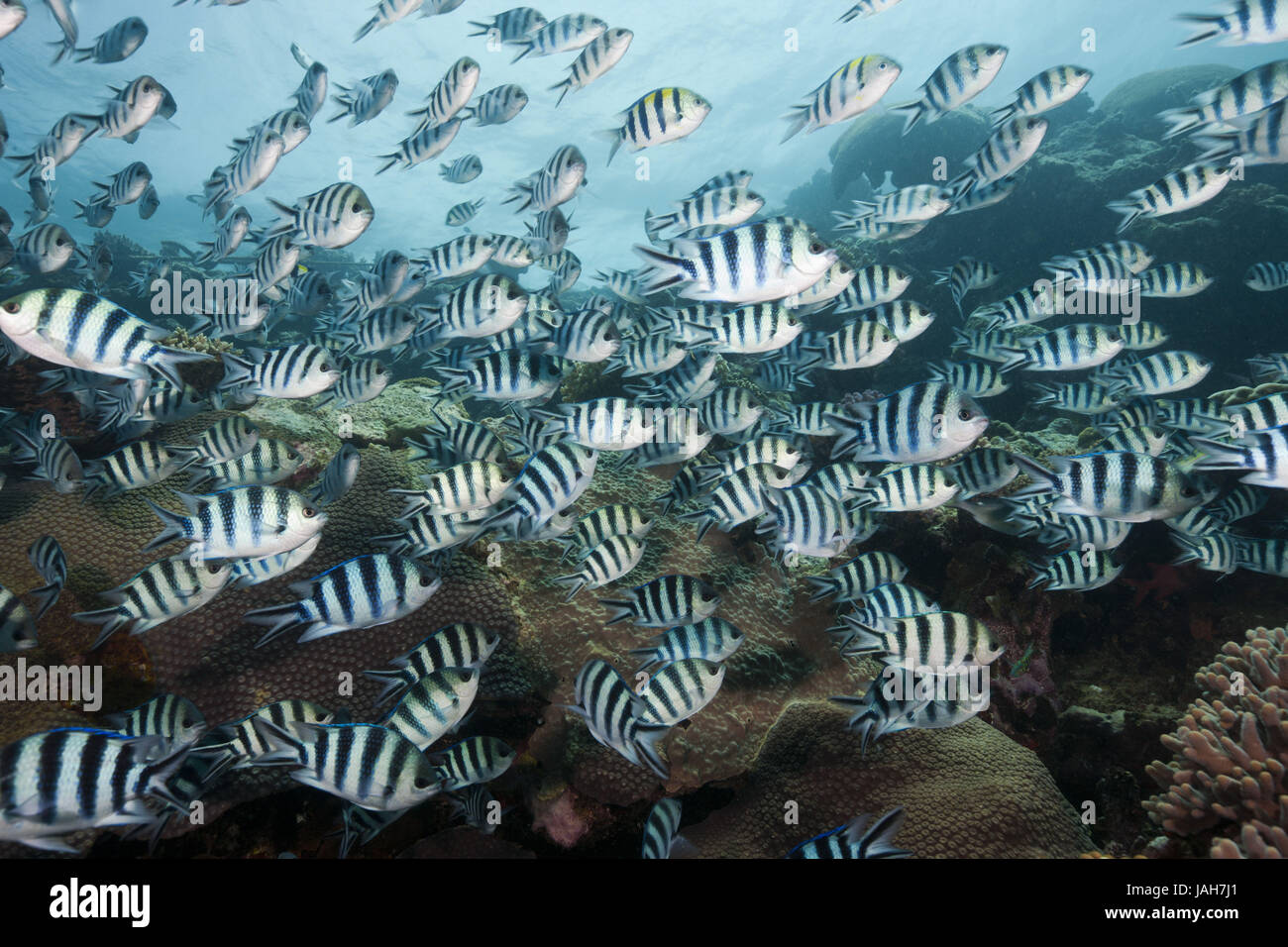 Sogno di pesce,forbici sergente di coda,Abudefduf sexfasciatus,Beqa Lagoon,Viti Levu,Isole Figi, Foto Stock