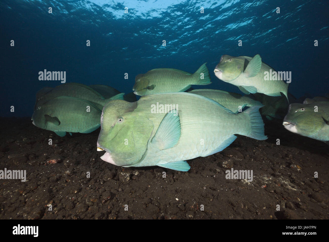 Il gruppo di testa di buffalo pesci pappagallo,Bolbometopon muricatum,Tulamben,Bali, Indonesia, Foto Stock