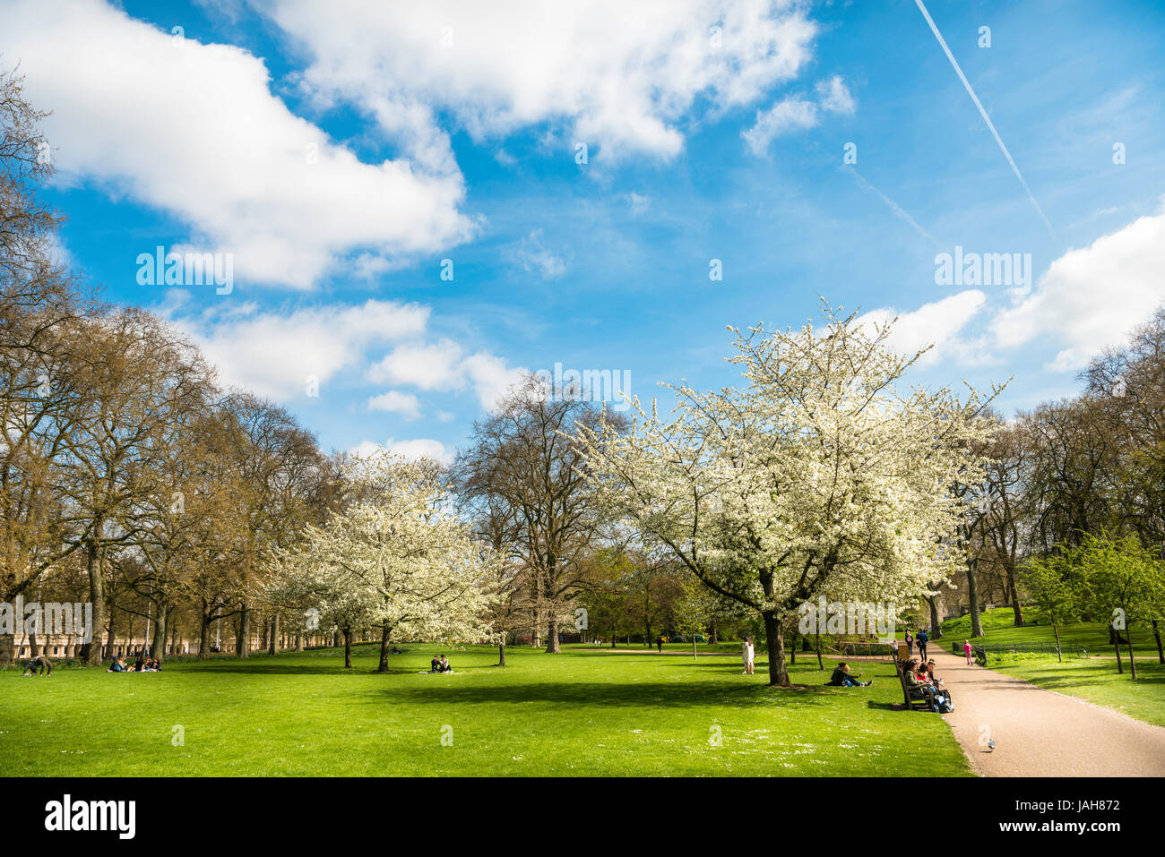 Alberi in fiore in primavera, St James Park, cielo blu, il parco municipale, Westminster, London, England, Regno Unito Foto Stock