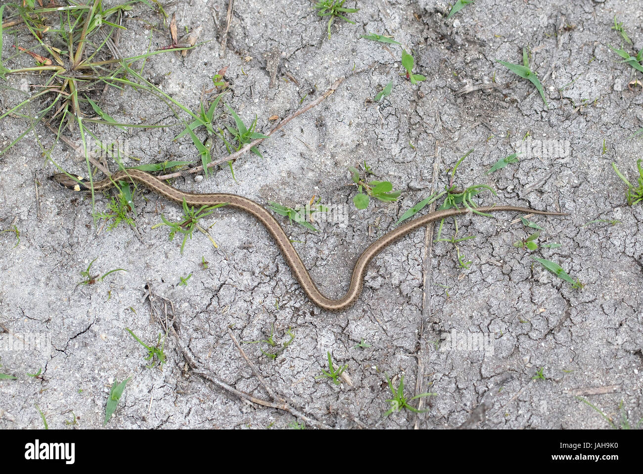 Grass Snake Snakes (Natrix natrix) giovani strisciando Foto Stock