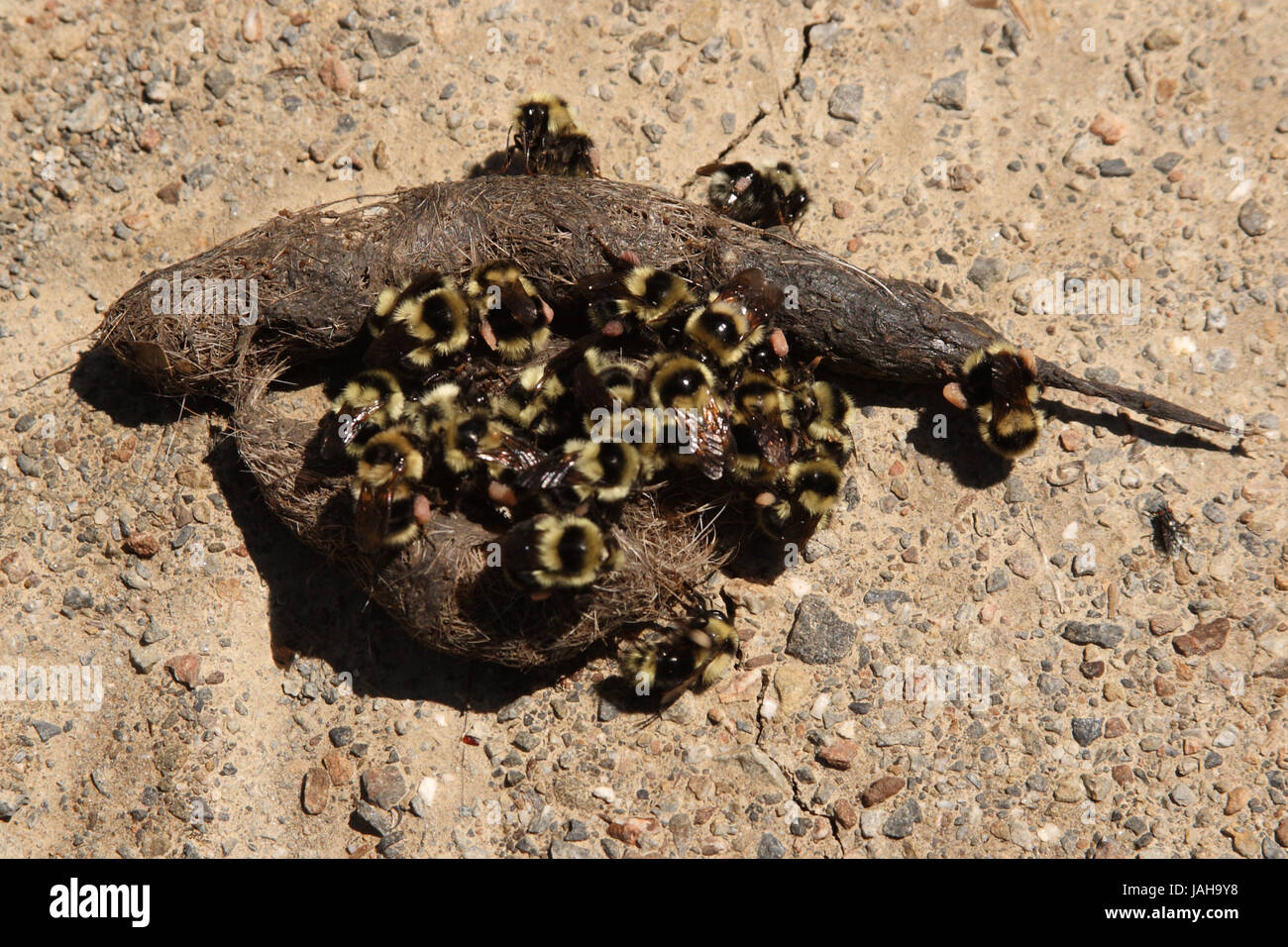 Un gruppo di alimentazione delle api sul Coyote scat. Foto Stock
