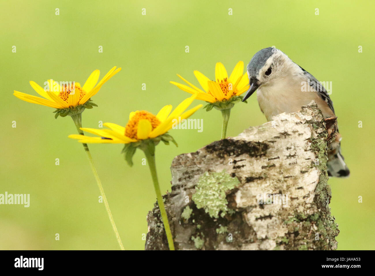 Un bianco-breasted picchio muratore pausa tra i fiori nei boschi di nord. Foto Stock