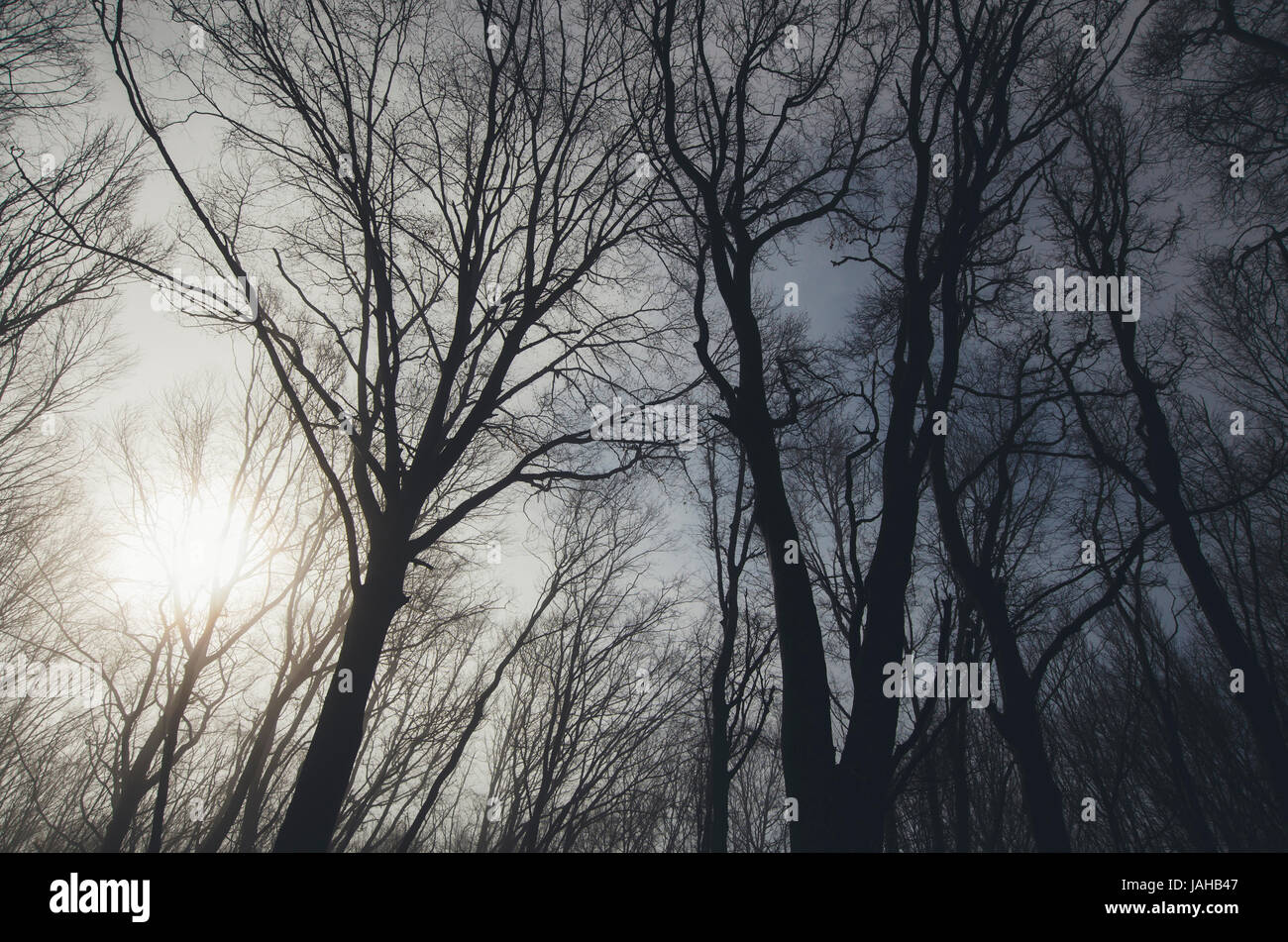 I rami degli alberi contro il cielo e il sole nella foresta Foto Stock