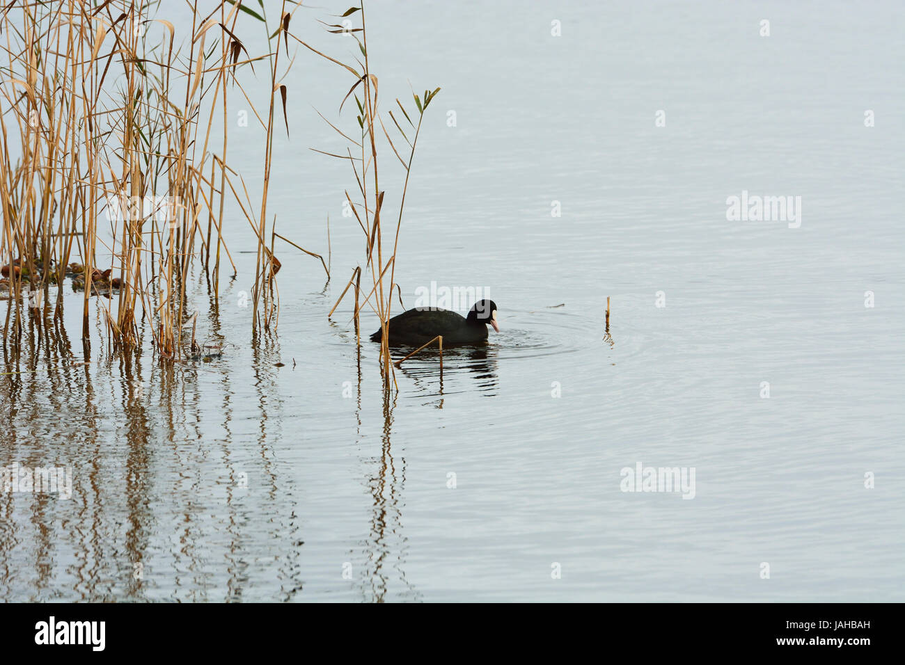 Eurasian folaga (fulica atra). Laguna di Mira, Portogallo Foto Stock