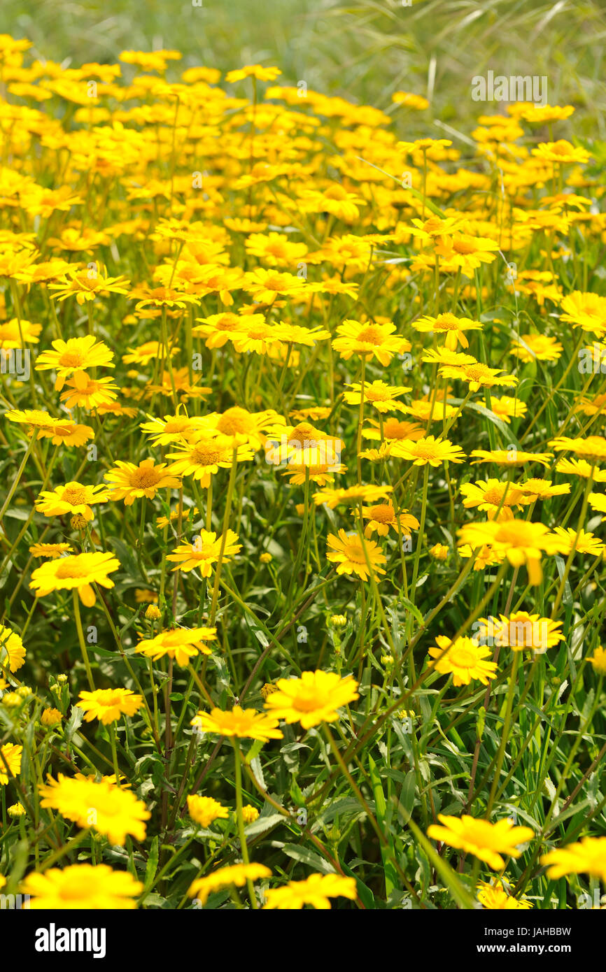 Le calendule sul sentiero a piedi di Salreu. Questa è una bellissima riserva naturale tra il fiume Antuã e di Ria de Aveiro. Portogallo Foto Stock