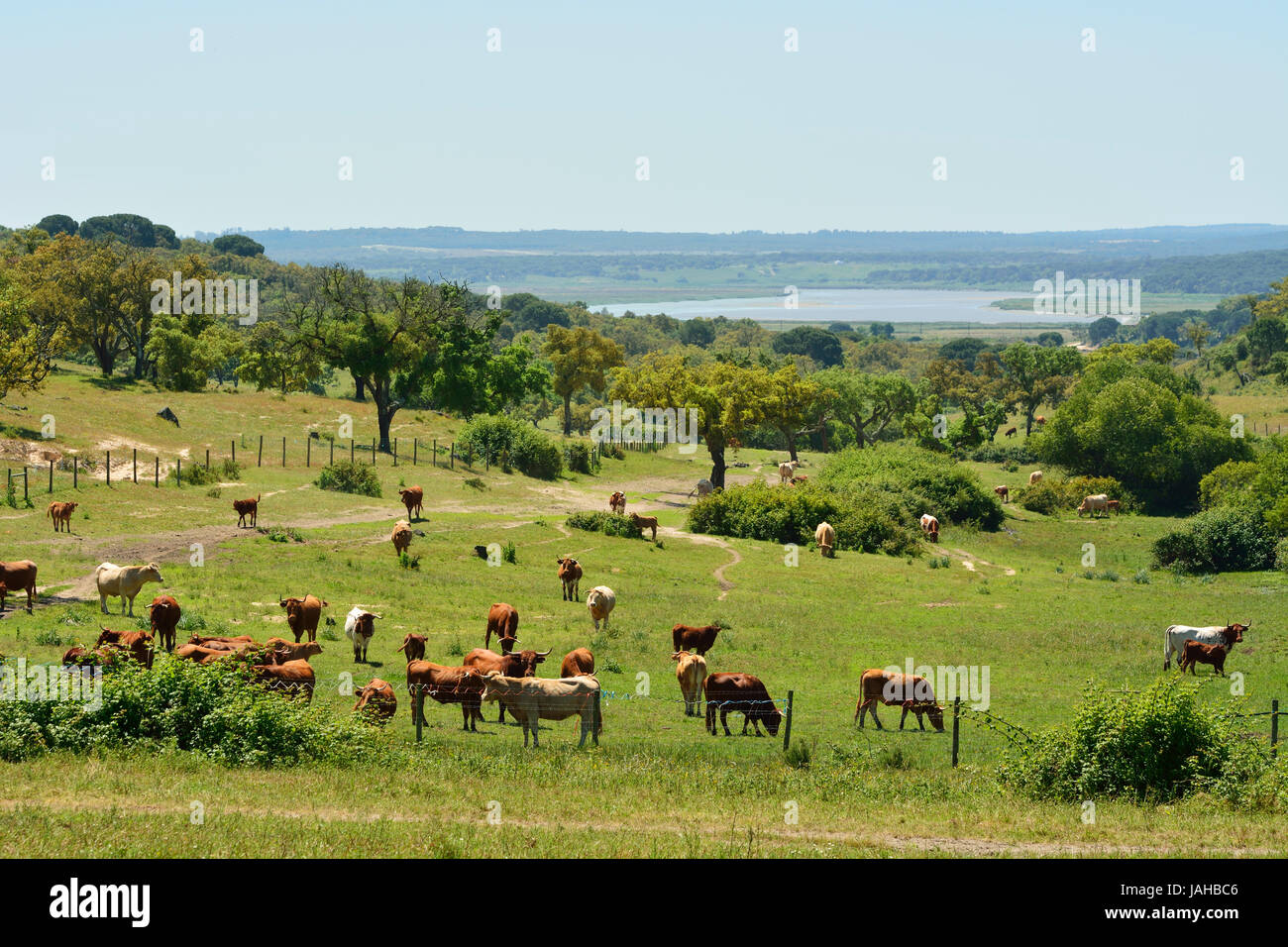 Il pascolo di bestiame. Alentejo. Portogallo Foto Stock