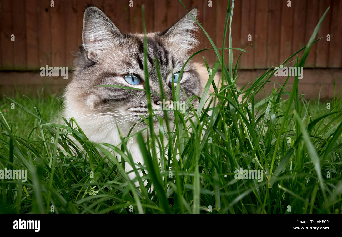 Pedigree gatto Ragdoll nascondersi dietro a erba lunga all'aperto Foto Stock