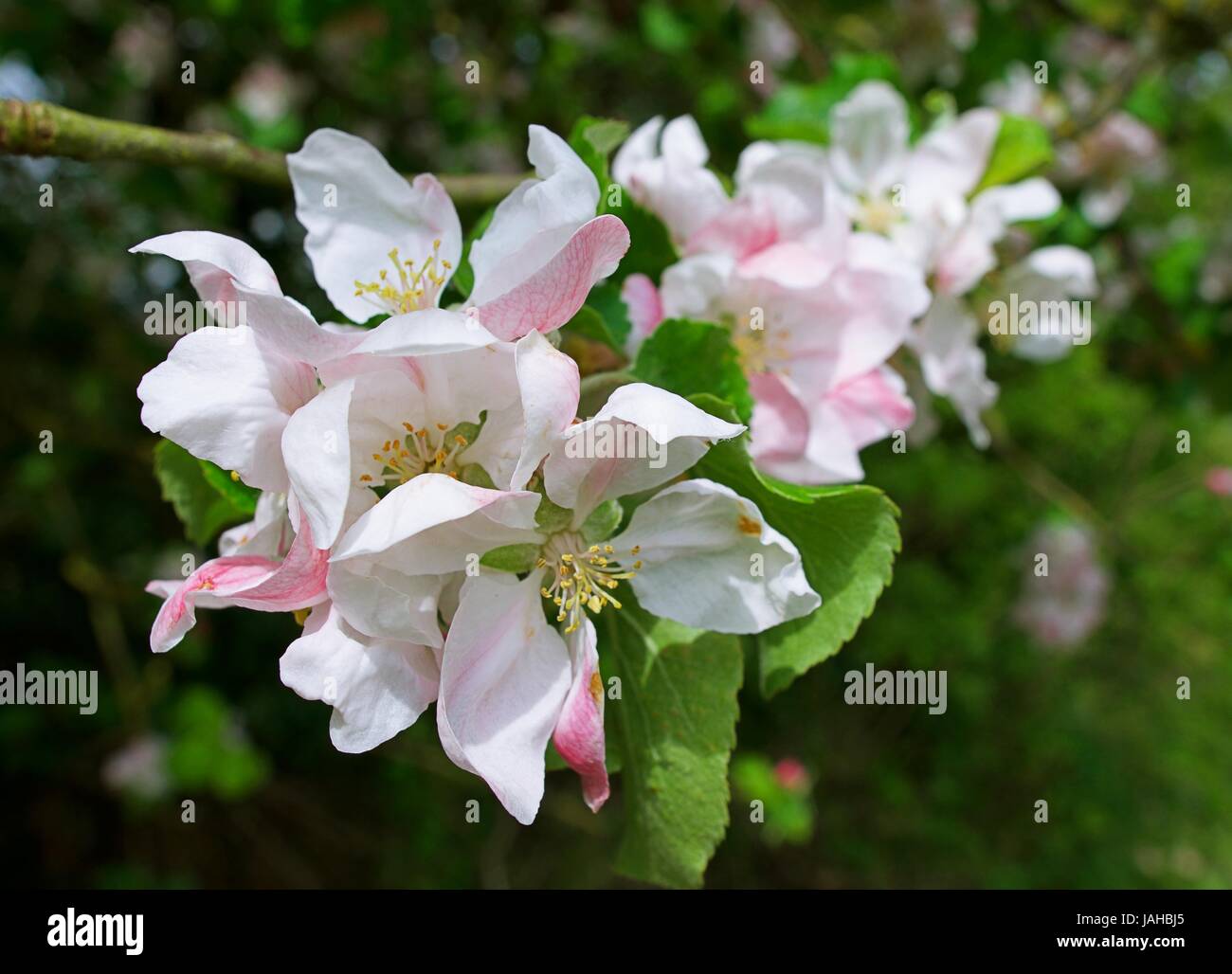 Crab Apple Blossom albero in fiore Foto Stock
