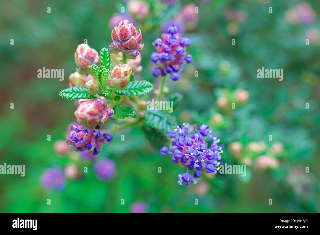 California Lilac Bush, le gemme a partire da Bloom Macro Foto Stock