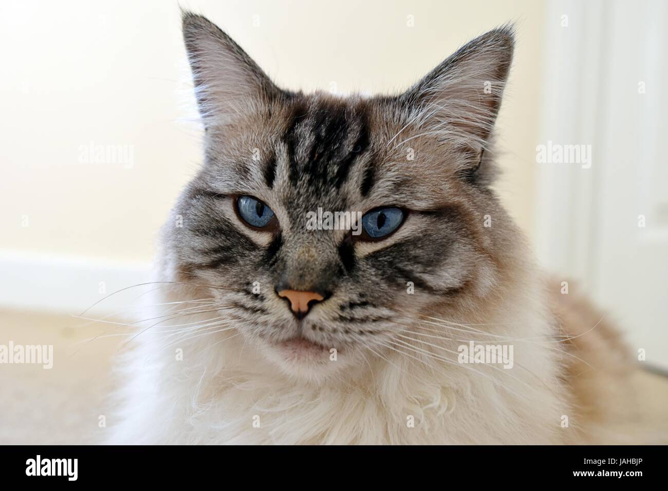 Pedigree Ragdoll Lynx Seal Tabby Facial Close Up ritratto Foto Stock