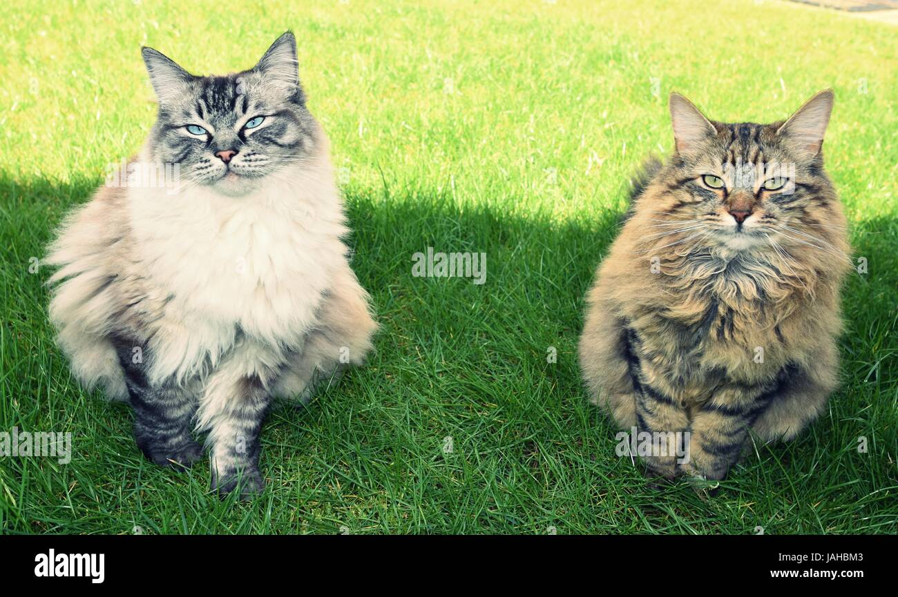 Due capelli lunghi gatti seduti all'ombra dal sole Foto Stock