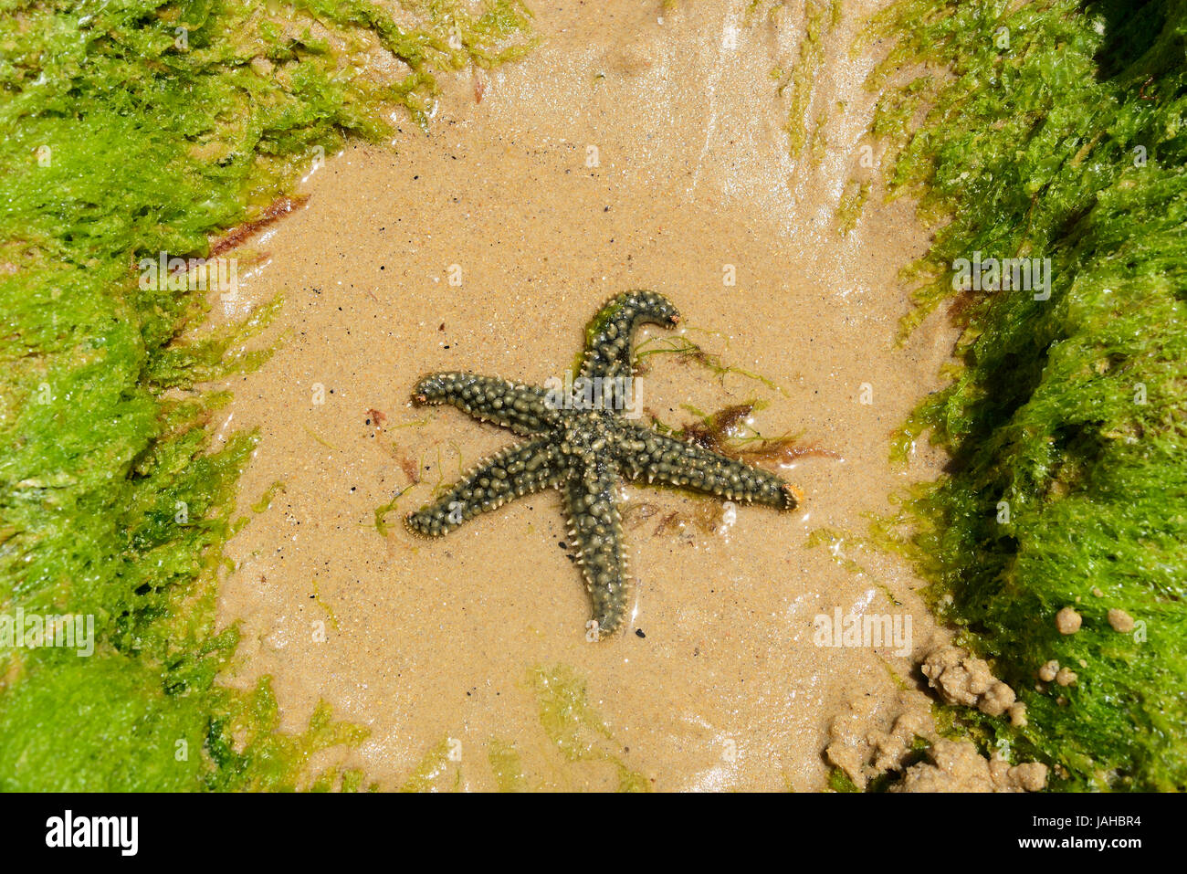 Una stella di mare nella spiaggia di Baleal. Peniche, Portogallo Foto Stock