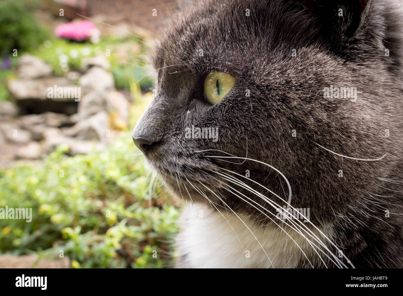 Grigio e bianco gatto, laterali testa ritratto da vicino Foto Stock