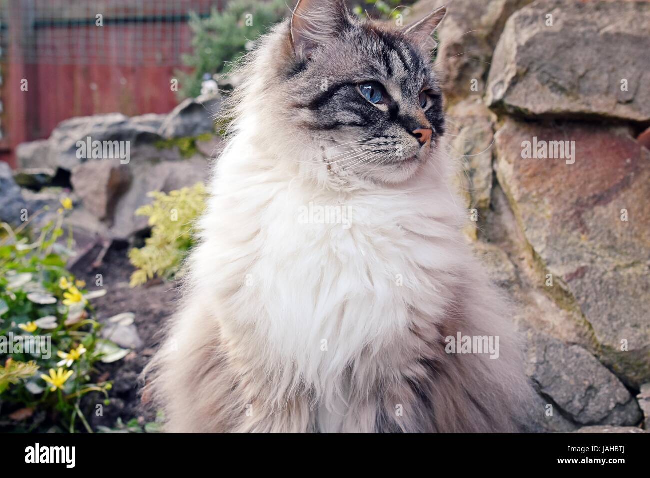 Gatto Ragdoll seduti all'aperto Foto Stock