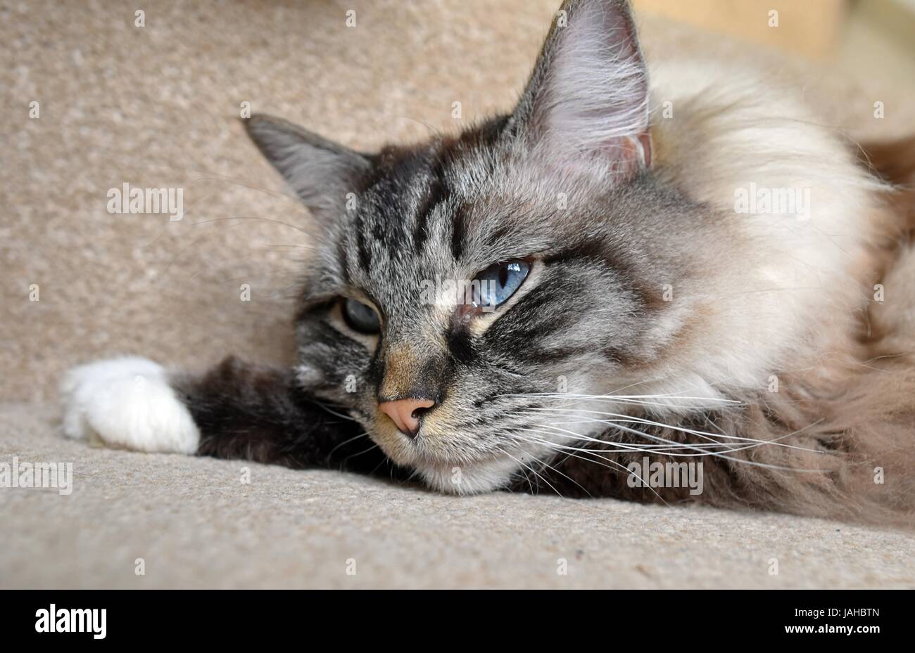 Assonnato Pedigree Ragdoll Cat. Foto Stock