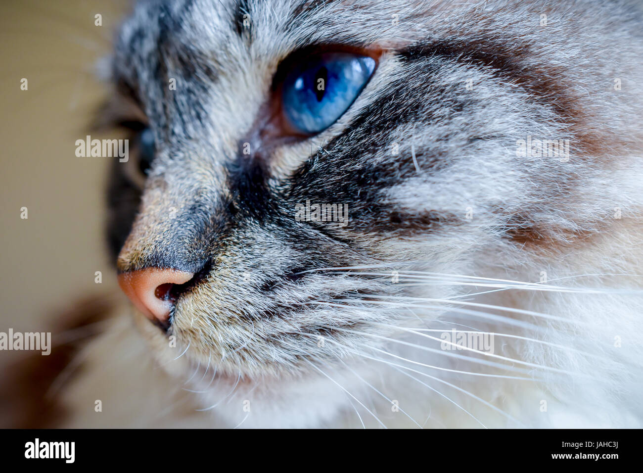 Ragdoll (Lynx Seal Tabby) di pura razza gatto Pedigree, testa lato vicino. Foto Stock