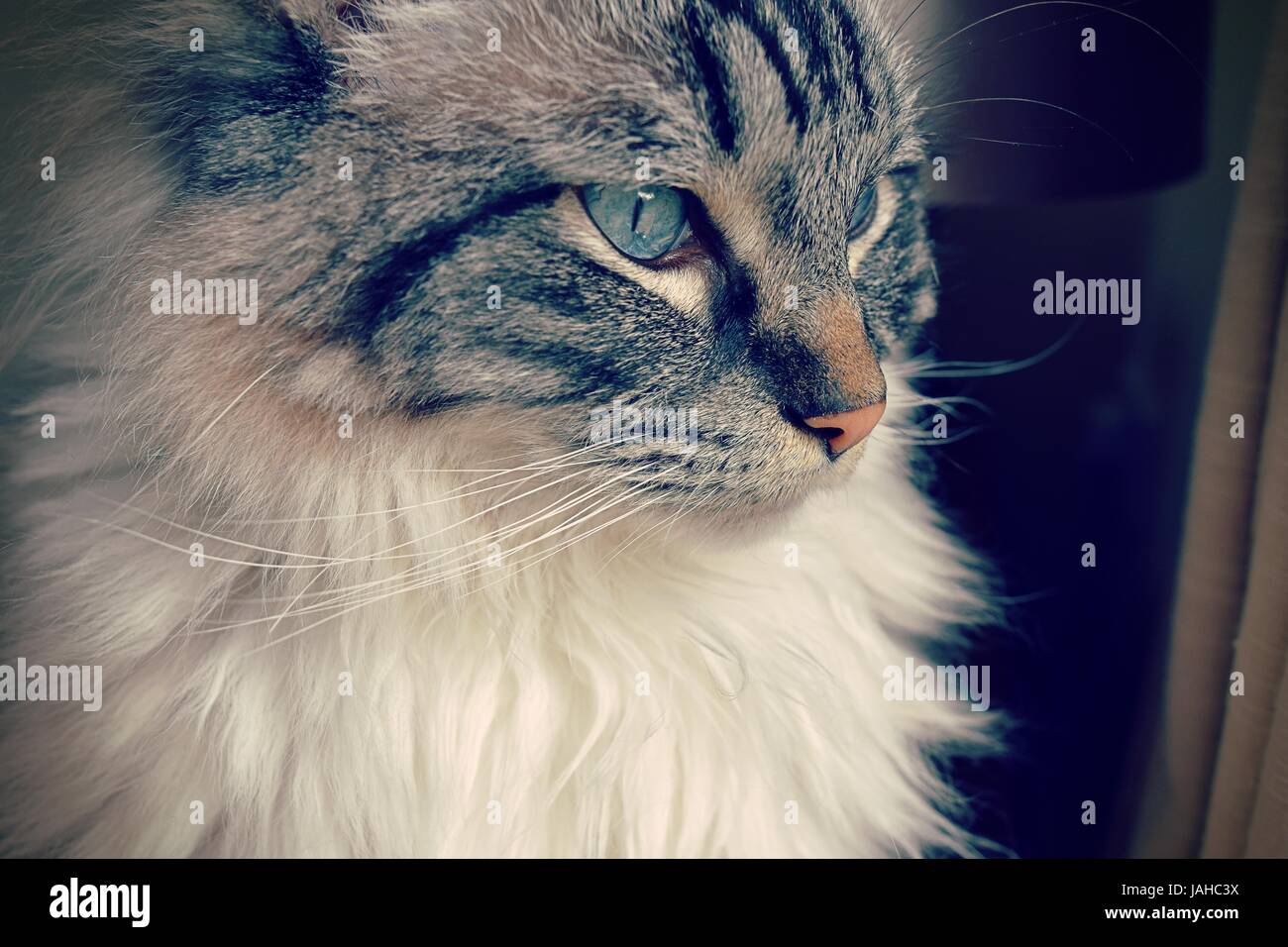 Pedigree gatto Ragdoll (Lynx Seal Tabby) ritratto Foto Stock